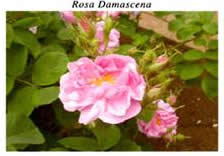 ���i�C���[�W3